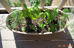 Herbs - 2-3 week pineapple sage clones well established! Basil could use replacement. Dill good, oregano slow.
