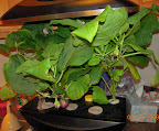 29/16 week eggplants, new flowers, fruit growing. Elder plant is swallowing the younger, whose fruit are still staying white.