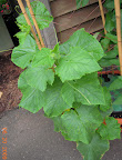 8 week Japanese (back) and tendergreen (front) cukes, have flowers opening, not really set fruit yet. Rear pearl cuke isn't getting any light. Slugs, aphids...