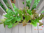 I should crop this lettuce box more...