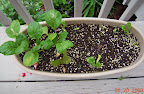This greens pot took a lot of slug/insect damage. Should replant...