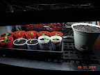 Attempt to save 10 pansies for fall, plus a cucumber pearl experiment. Two of the pansy clones are blooming already.