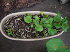 Greens pot not doing too well at growing lettuce or spinach... radishes and toy choi OK.