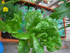 3 Little Caesar romaine left, but one's under-zucchini. I don't think the spinach in back are going to get anywhere.
