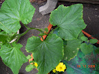 7 week Japanese cuke, also has male and femal buds. 3 week pearl cuke probably not getting much sun.