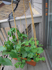 Cantaloupe macrame trellising. Still haven't done the cukes.