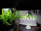 3 week romaine. No gooseberry yet. Mixed cuttings, mostly pansies.