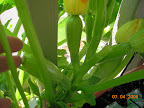 9 week magda squash - still haven't harvested any. May just try eating one of these small ones & see. Most rot on the end, probably unfertilized...