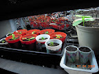 2 week cucumber pearl, just-planted backup sweeter yet cuke & magda zucchini, pansy clones not dead nor obviously growing.