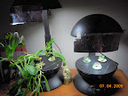 Badly neglected minis. Need to eat the lettuce, plant out the one convolvulus that sprouted, then maybe turn 'em off...
