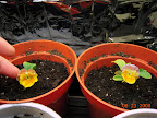 2 pansy clones already blooming when potted. Tiny blooms!