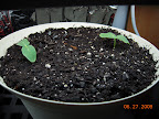 Seedling light cucumber pearl, 4 days from seed.