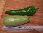 First ripe Magda squash (Lebanese zucchini) and a green carmen pepper