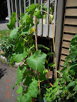 11/9 week cukes. Harvested 4 this week, have another ~5 developing. The back younger cuke just opened first female flower.