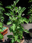 19 week twinkle eggplant still enjoying insect-free life, lots of flowers, possibly a dozen fruit set.