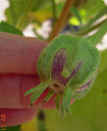 19 week twinkle eggplant, biggest fruit (probably set 5-7 days ago).