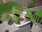 2 week backup zucchini. Planted the left (Burpee hybrid zucchini) in a pot today, decided to just throw out the right-side magda squashling.