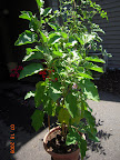 20 week twinkle eggplant, laden with fruit (first 4 harvested yesterday).