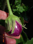 20 week twinkle eggplant. Didn't get picture of the bigger 4 picked yesterday.