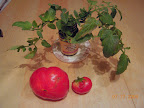 Jetstar tomato branch (for clone clipping) and two fruit.