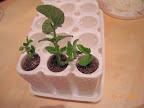 Jetstar tomato clone attempts (left cutting has already failed by 8/1)