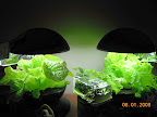 4 week krc and heatwave lettuces. Pineapple sage cutting didn't make it, Jetstar tomato cuttings in the middle.