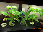 Herbs (dill, basil, pineapple sage) and a tomato cutting.