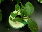Jet Star tomato cutting moved to herb Pro100 to grow a bit.