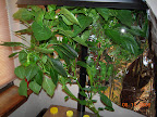22 week carmen pepper - has a small red ripe fruit I ought to harvest.