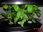 Herbs - removed the tomato clone. Lights too low, but I like it under the cabinets.