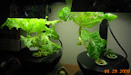 Getting time to reshuffle the minis. Nonperforming tomato clone down here now.