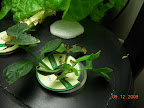 7-week jet star tomato clone finally seems to have a new tiny branch.  Not impressed.