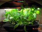 Neglected herbs - basil, pineapple sage, dill.