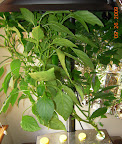 26 week carmen pepper - lots of new peppers set. It responds well to heavy top-pruning, and ~1.8 EC nutes.