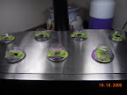 1 week KRC lettuce - only 2 pods germinated, and not doing great.