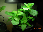 4/5 week convolvulus, zinnia, mimulus. Mimulus looks like it'll bloom within the week.