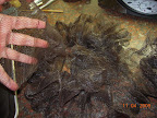 Untie scrubby - it's a single long net tube.