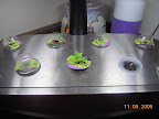 1 week lettuces (1 pod is 5 days younger). 5 KRC look like they're growing slowly, 2 pods now heatwave lettuce mix.
