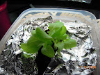 2 weeks, passive heatwave lettuce mix.