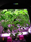 8.5 week jet star tomato - no buds, may have had too much light at night. Flushed and added extra Flora Bloom.