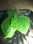 3 week dishtub cuke - lesion on oldest big leaf, EC 1.8, pH 6.x. No aeration.