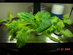 3 week mostly-KRC lettuce - heatwave mix in middle, greenest is little caesar. Left front sprouted heatwave + KRC.