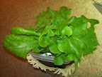 4 week hydroton heatwave mix (same age as pro100 heatwave pod). Nibbling mode.