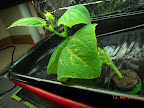 4.5 week dishtub cuke - added aeration 6 hours/day. First male flowers about to bloom, biggest 2 leaves again dying.