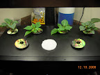 2 week bambino eggplant finally sprouted. 3 week impatiens cuttings on back row for the moment.