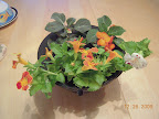 14 week mimulus pruned, 4 week impatiens cuttings installed.