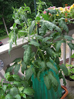 10 week brandy boy tomato - lots of flowers, no fruit reach pea size yet.