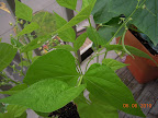 6 week bush beans, largest - start picking before 7 weeks.