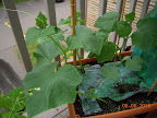 5 week pearl, cucino, tendergreen cukes (left to right tops) starting to climb.