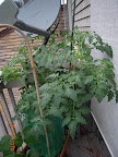 10 week tomande tomato - lots of flowers, no fruit reach pea size yet.